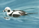 Long Tailed Duck